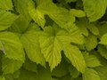 Humulus lupulus Aureus-1 Chmiel zwyczajny